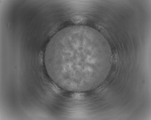 X0000071960664200607212254