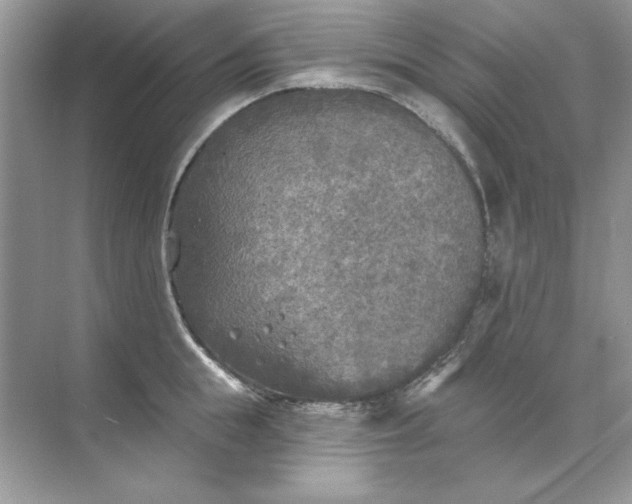 X0000071960855200607212250