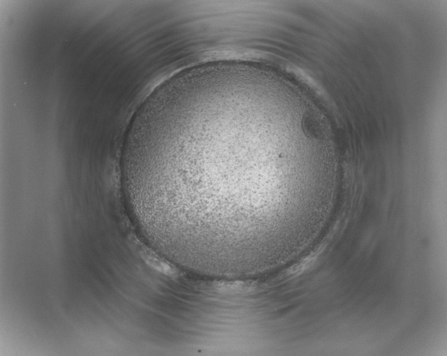 X0000071961025200607212247