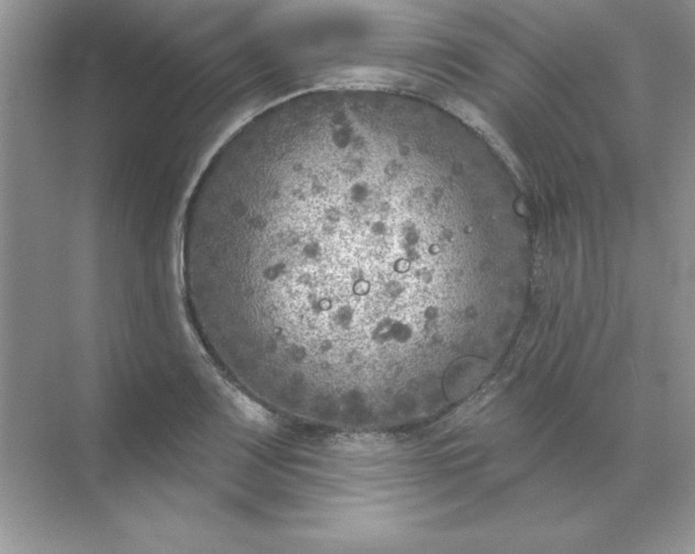 X0000071961083200607212246