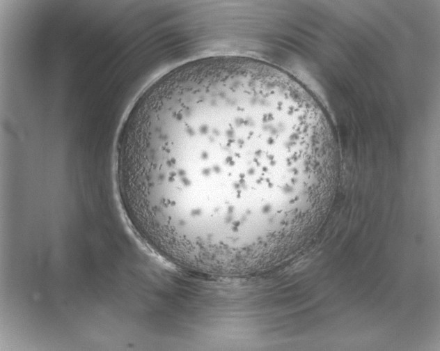 X0000071961096200607212246