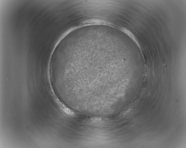 X0000071961098200607212246