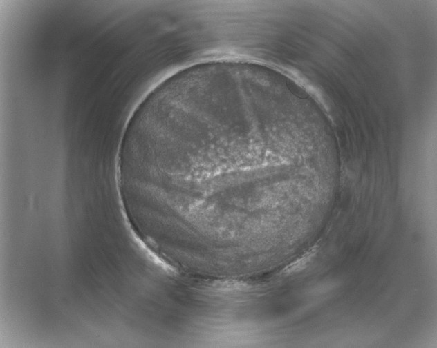 X0000071961239200607212244