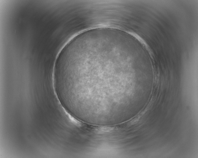 X0000071961294200607212242