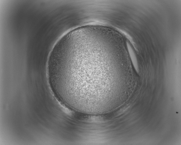 X0000071961375200607212241