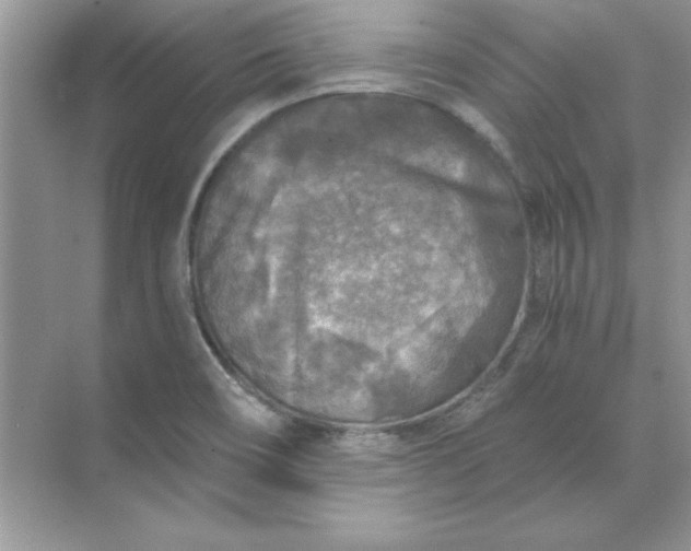 X0000071961466200607212240