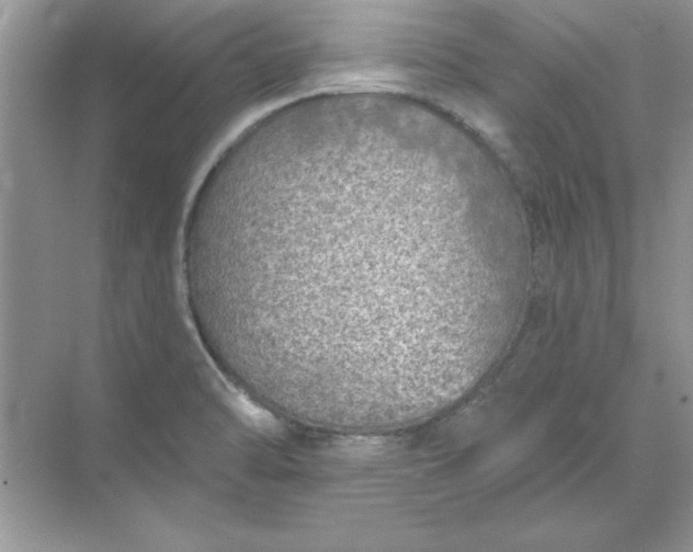 X0000071961470200607212240