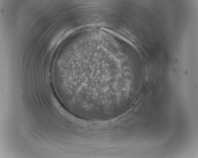 X0000071960002200607282045