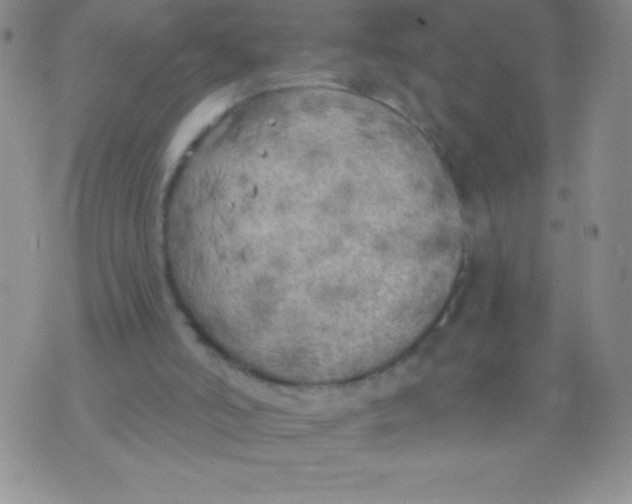 X0000071960006200607282045