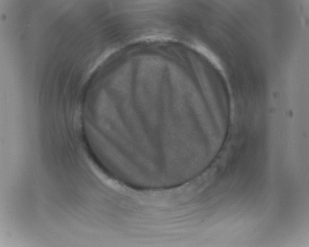 X0000071960009200607282044