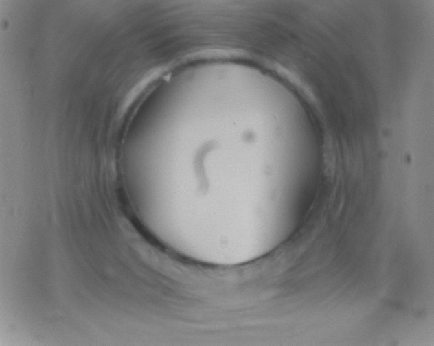 X0000071960015200607282044