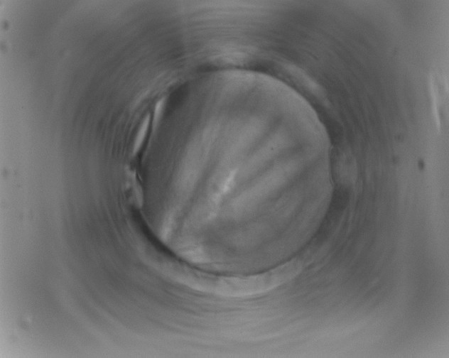 X0000071960027200607282044