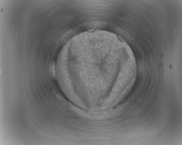 X0000071960042200607282044