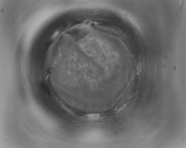 X0000071960052200607282043