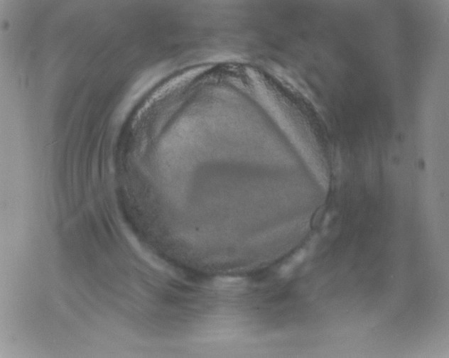 X0000071960055200607282043