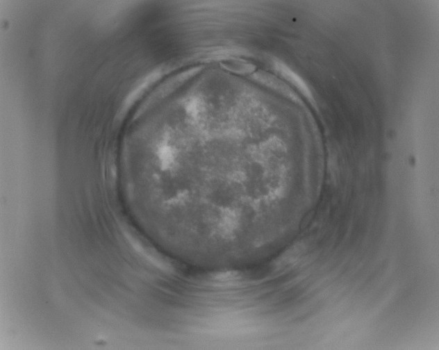 X0000071960059200607282043