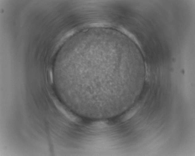 X0000071960061200607282043