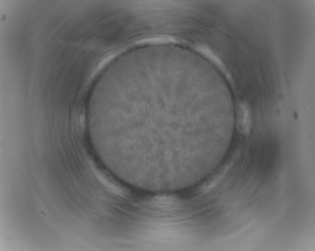 X0000071960063200607282043