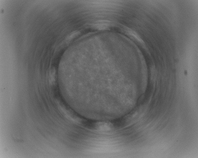 X0000071960073200607282043