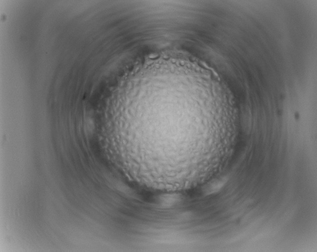 X0000071960085200607282044