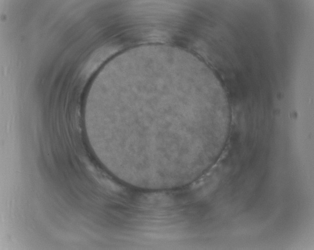 X0000071960146200607282042