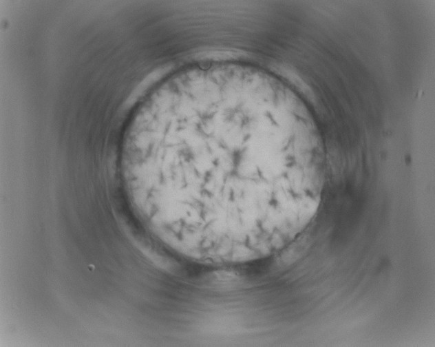 X0000071960159200607282042