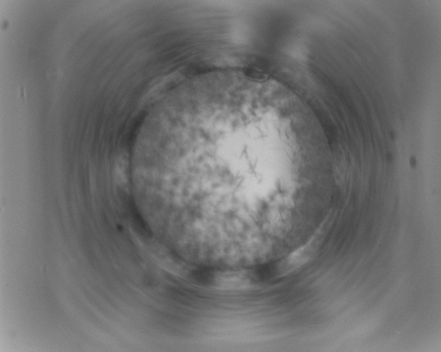 X0000071960175200607282042