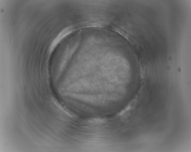 X0000071960198200607282041