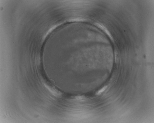 X0000071960204200607282041