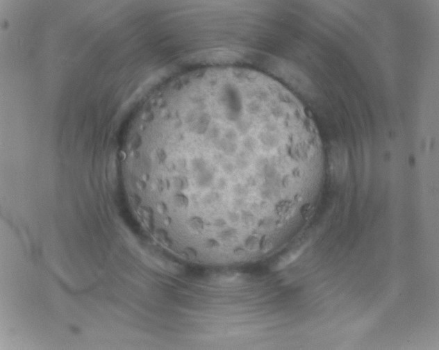 X0000071960206200607282041