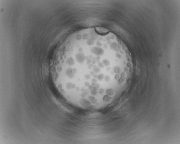 X0000071960210200607282041