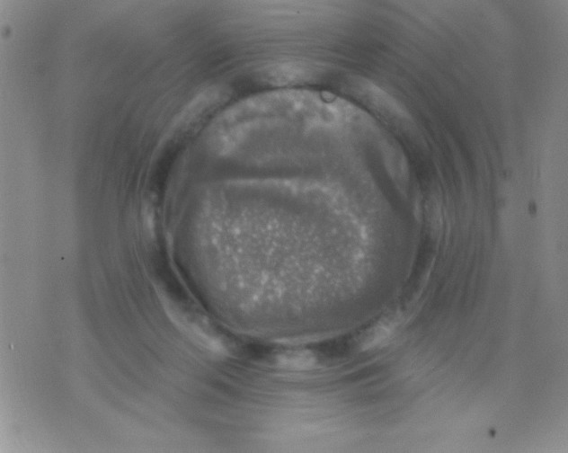 X0000071960214200607282041