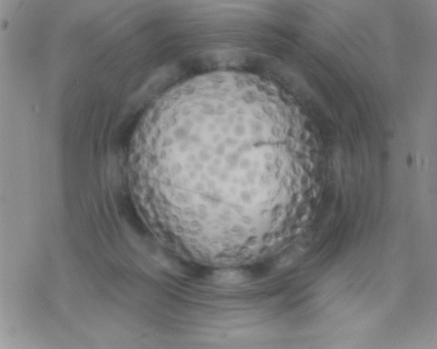 X0000071960218200607282041