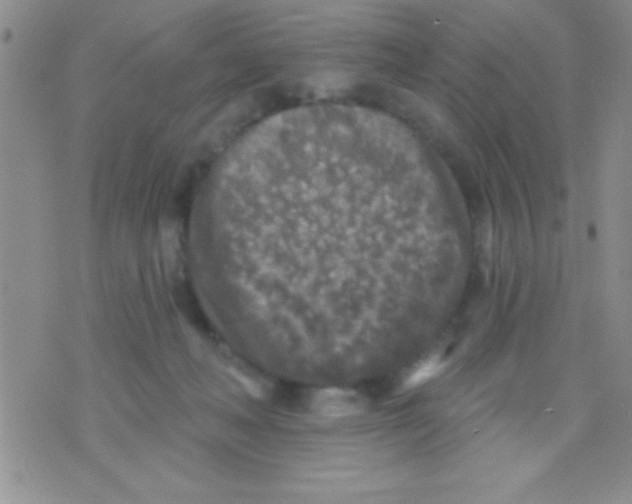 X0000071960222200607282041