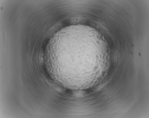 X0000071960226200607282041