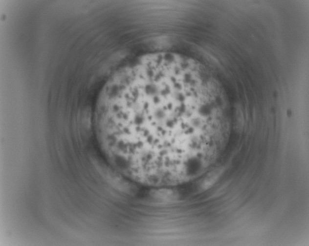 X0000071960230200607282041