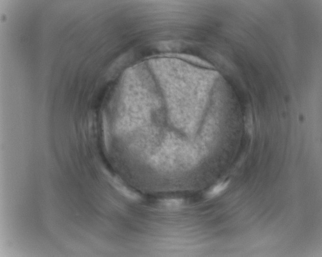 X0000071960233200607282041