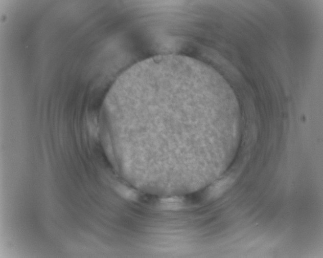 X0000071960240200607282041