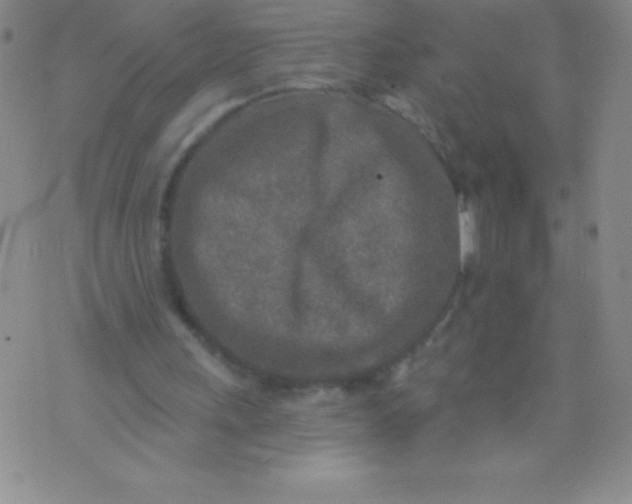 X0000071960243200607282040