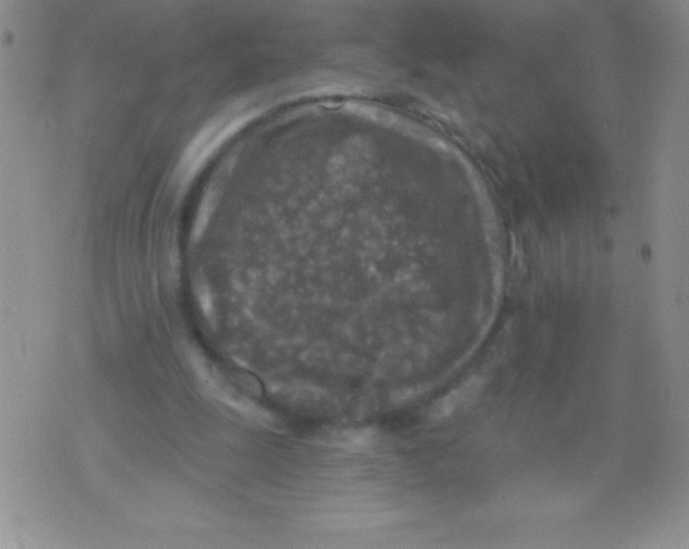 X0000071960247200607282040