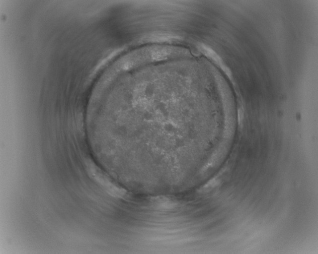 X0000071960249200607282040