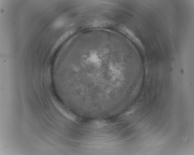 X0000071960250200607282040