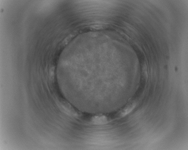 X0000071960271200607282040