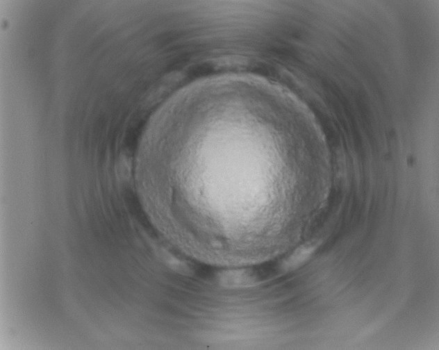 X0000071960281200607282041