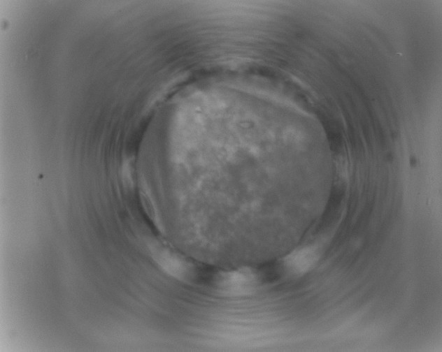 X0000071960286200607282041