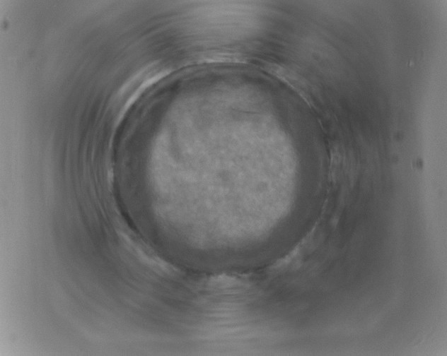 X0000071960290200607282040