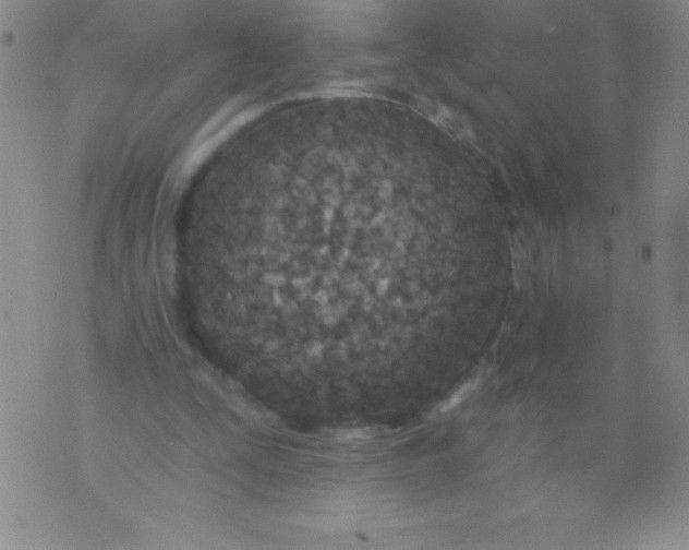 X0000071960295200607282040