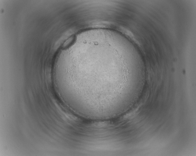 X0000071960299200607282040