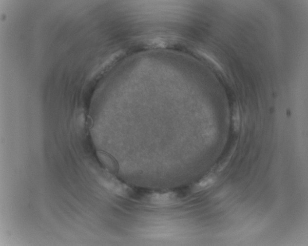 X0000071960314200607282040