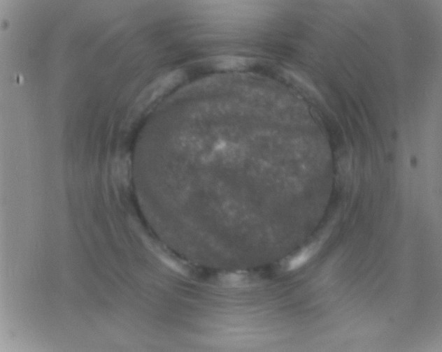 X0000071960325200607282039